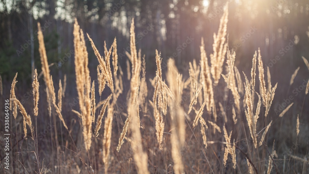 grass on the lights of a sun