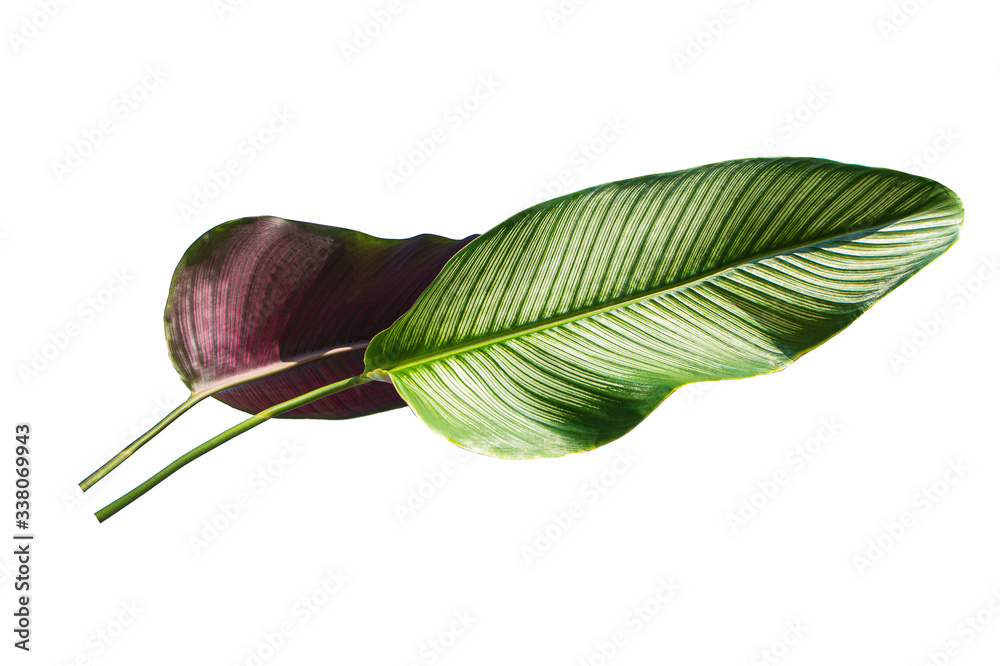 Branch with leaves isolated on white background