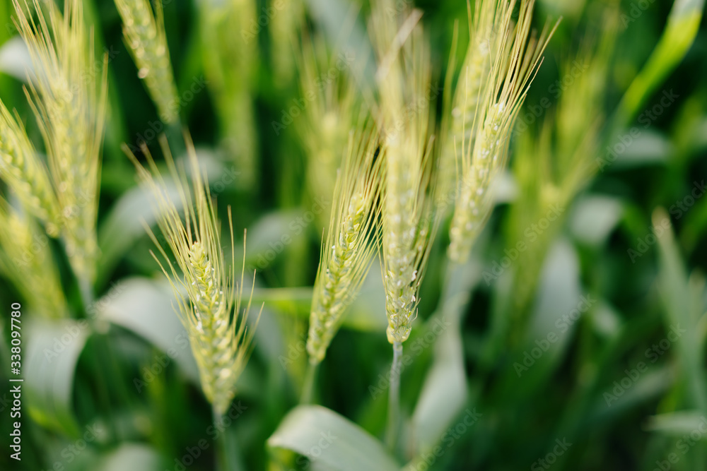 wheat in farm