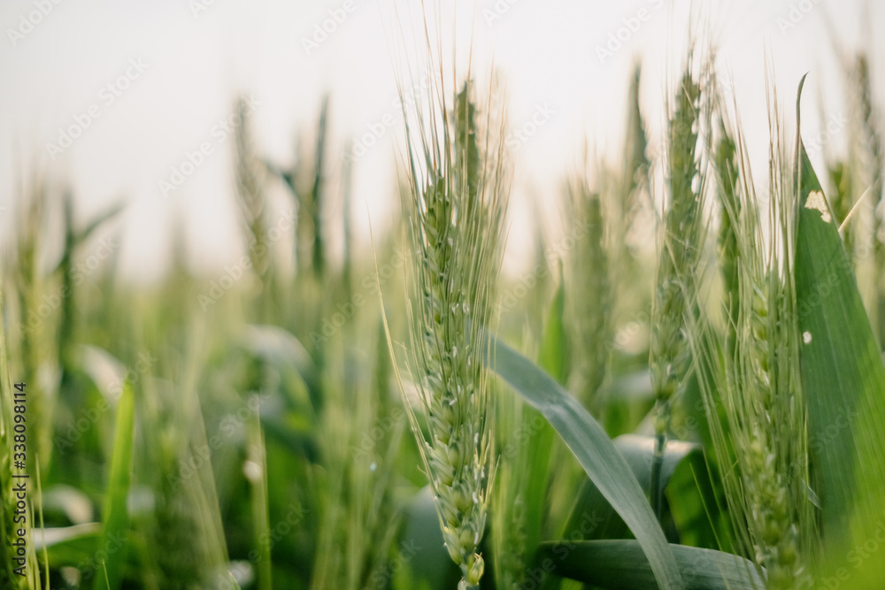 wheat in farm