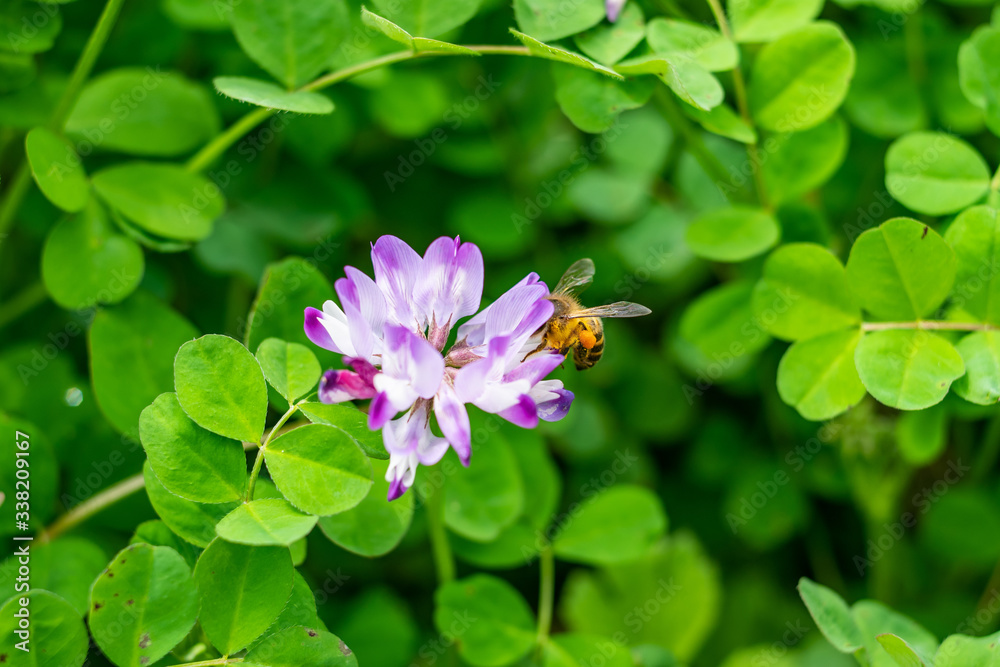 春天的蜜蜂正在采集花蜜