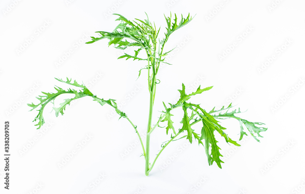 A fresh green vegetable red in the snow on a white background