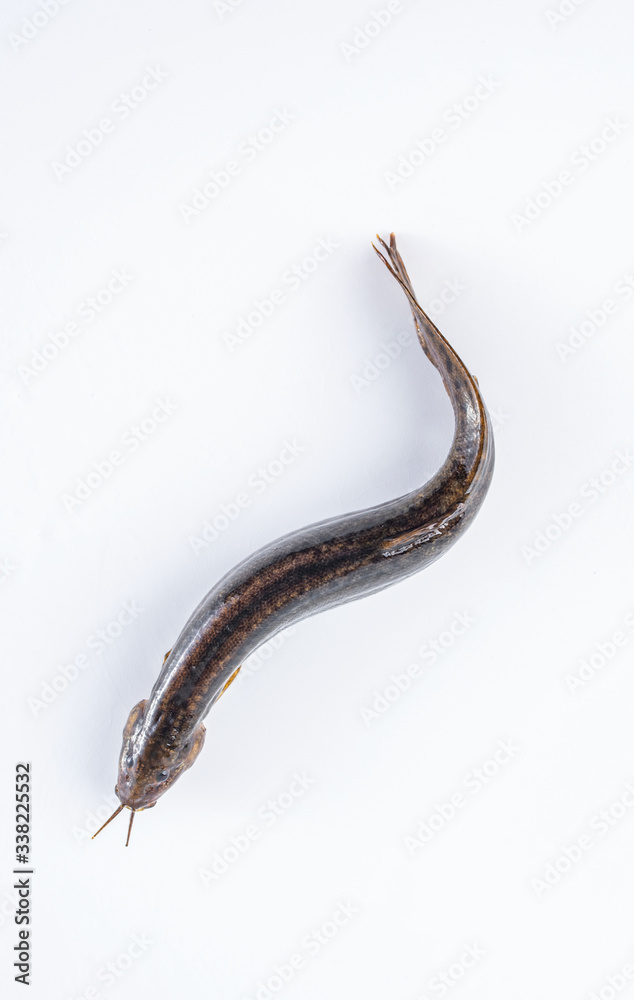 Fresh loach on white background