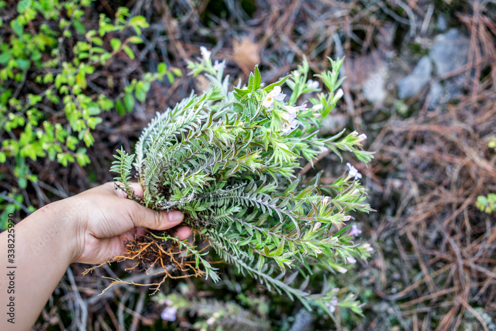 新鲜中药材鹿角收藏