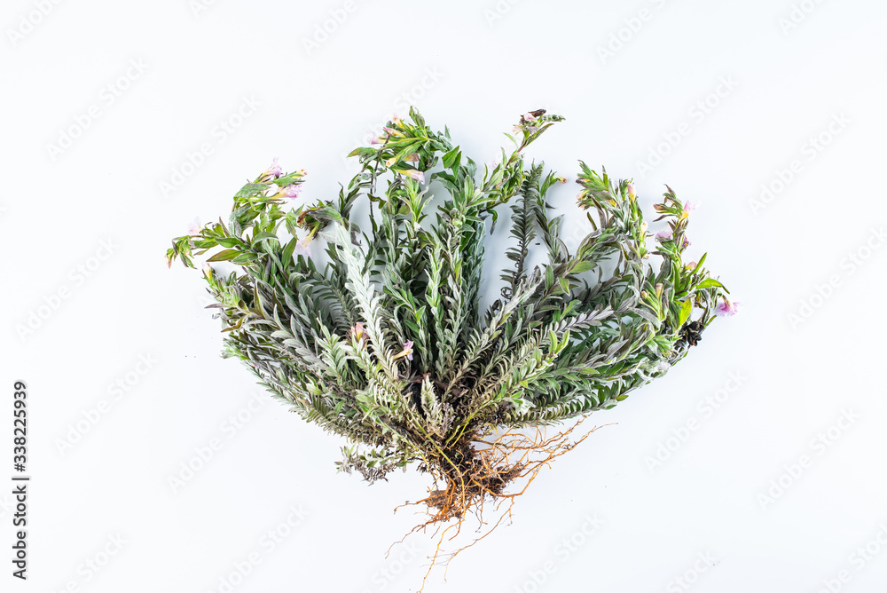 Fresh Chinese herbal medicine velvet antler on white background