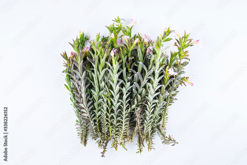 Fresh Chinese herbal medicine velvet antler on white background