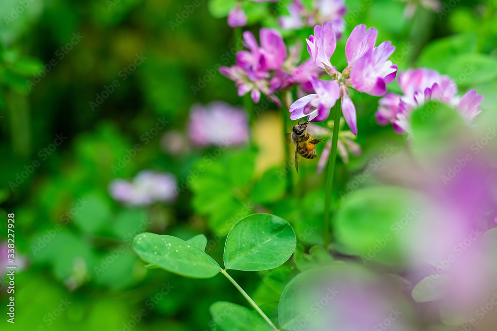 春天的蜜蜂正在采集花蜜