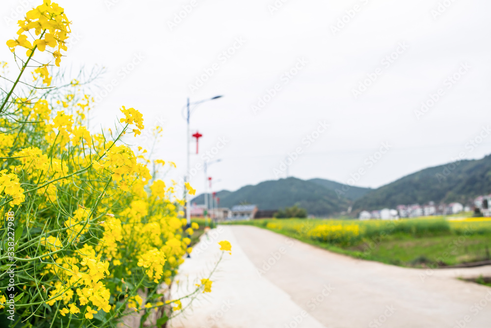 美丽乡村，春日油菜烂漫