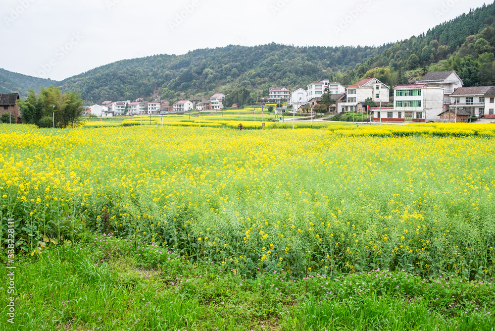 美丽的乡村，春意盎然的油菜