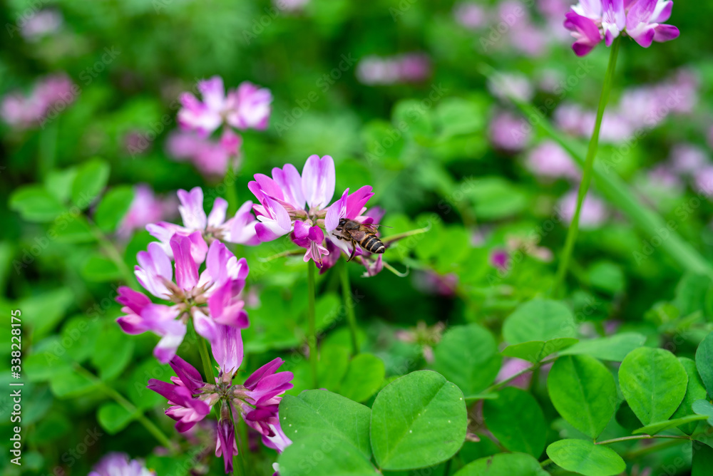 Spring bees are collecting nectar