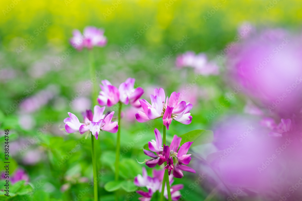 The beautiful and dreamy purple clouds in spring