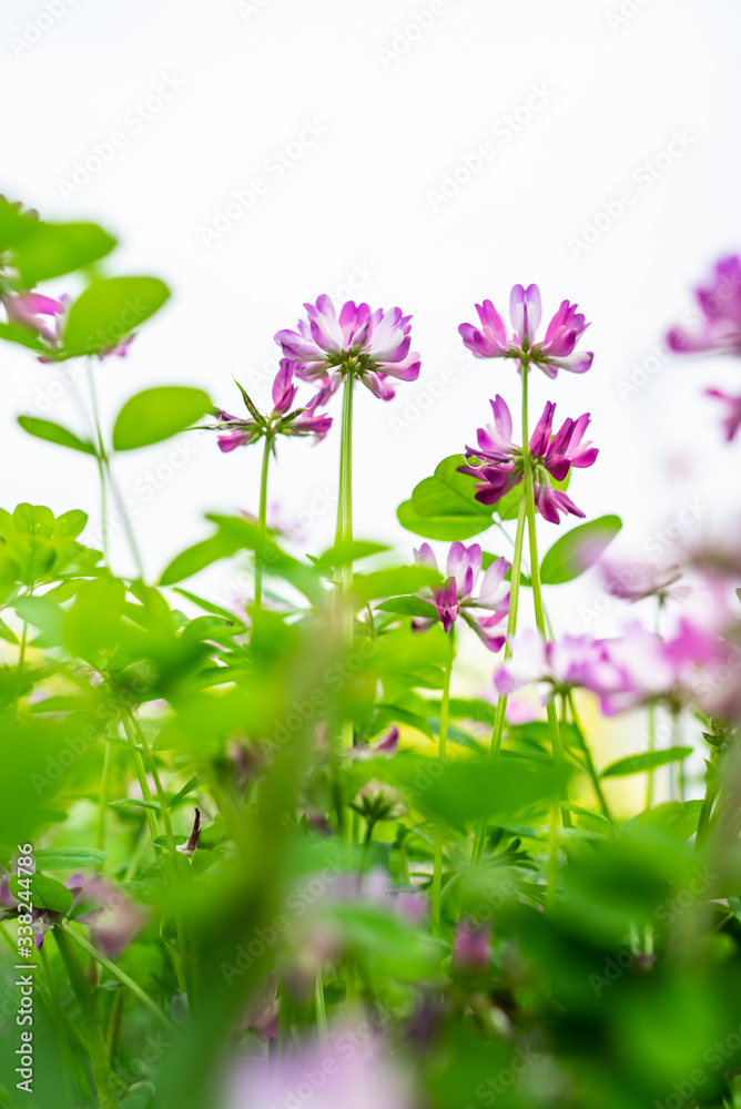 The beautiful and dreamy purple clouds in spring