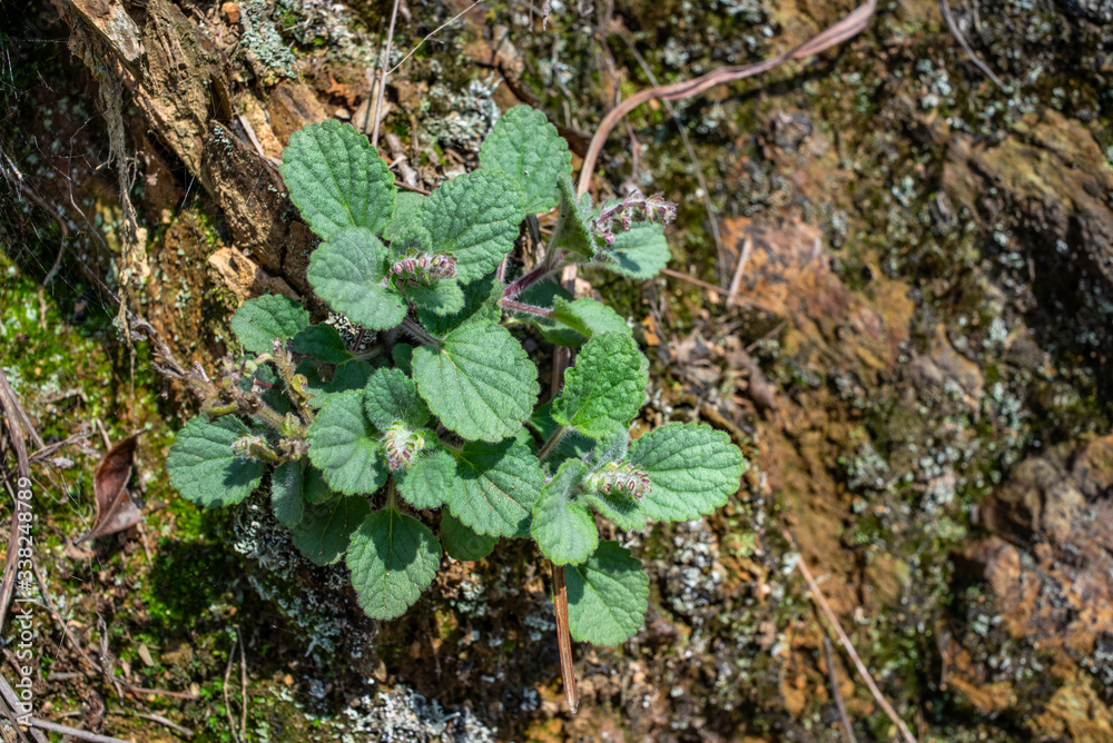 Han Xincao, a Chinese herbal medicine grown in the forest