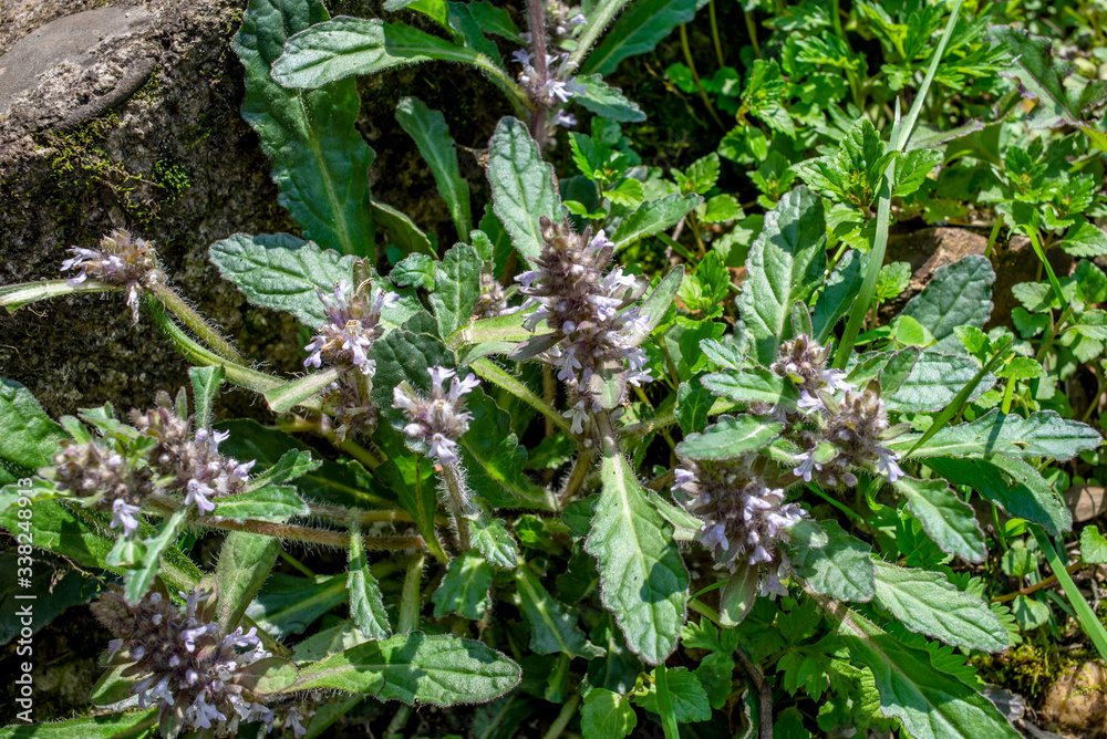 Chinese herbal medicine Jinshencao growing in the forest