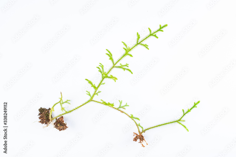 Fresh Chinese herbal medicine Stretchgrass on white background