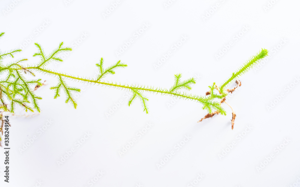 Fresh Chinese herbal medicine Stretchgrass on white background