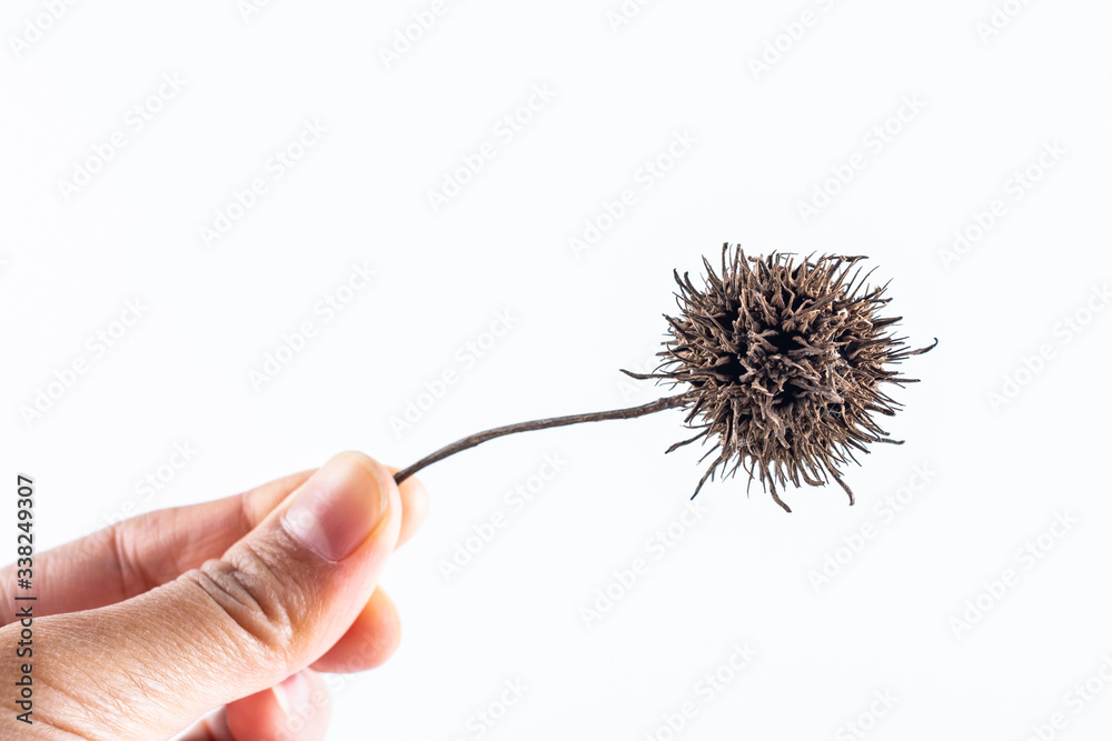 Chinese medicinal herbs Lulutong maple cones on white background