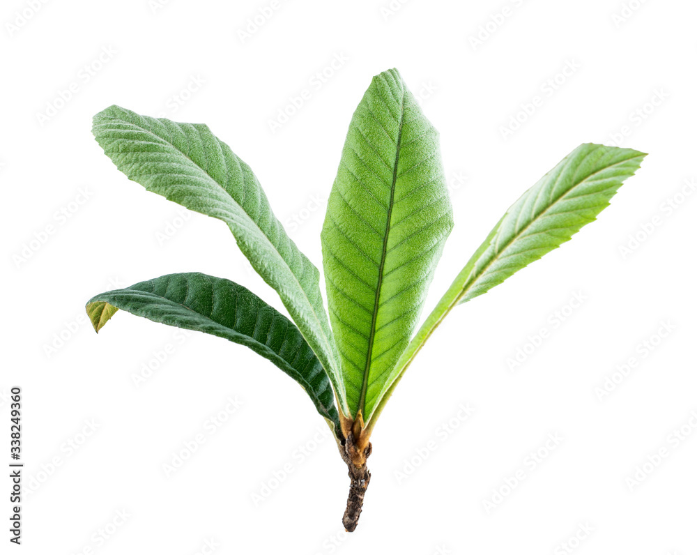 Loquat leaves on white background