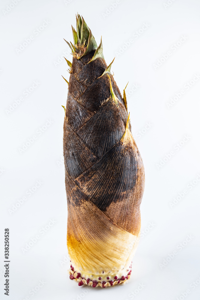 Fresh bamboo shoots on white background