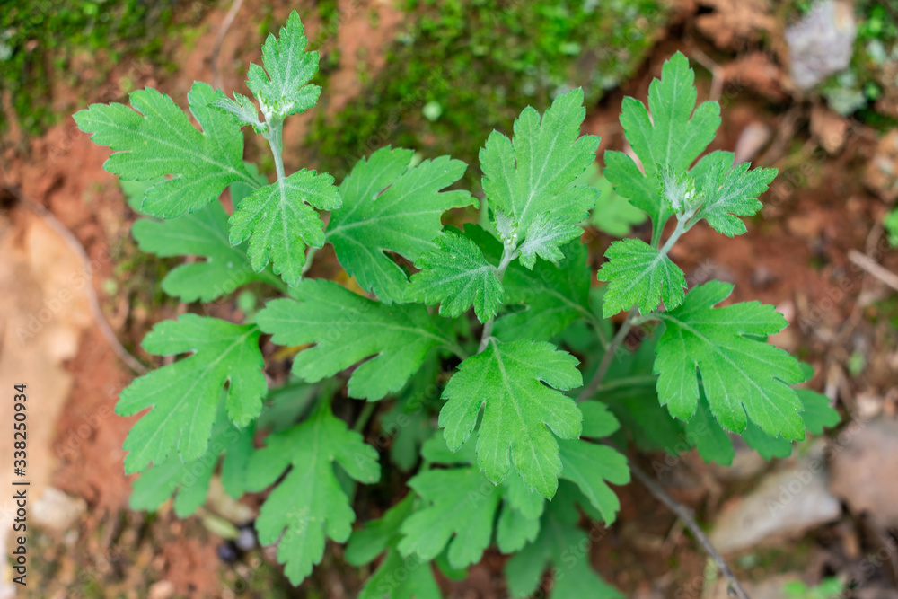 Chinese herbal medicine wild chrysanthemum plant growing in spring