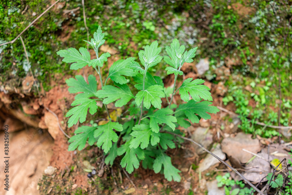 春天生长的中草药野菊花