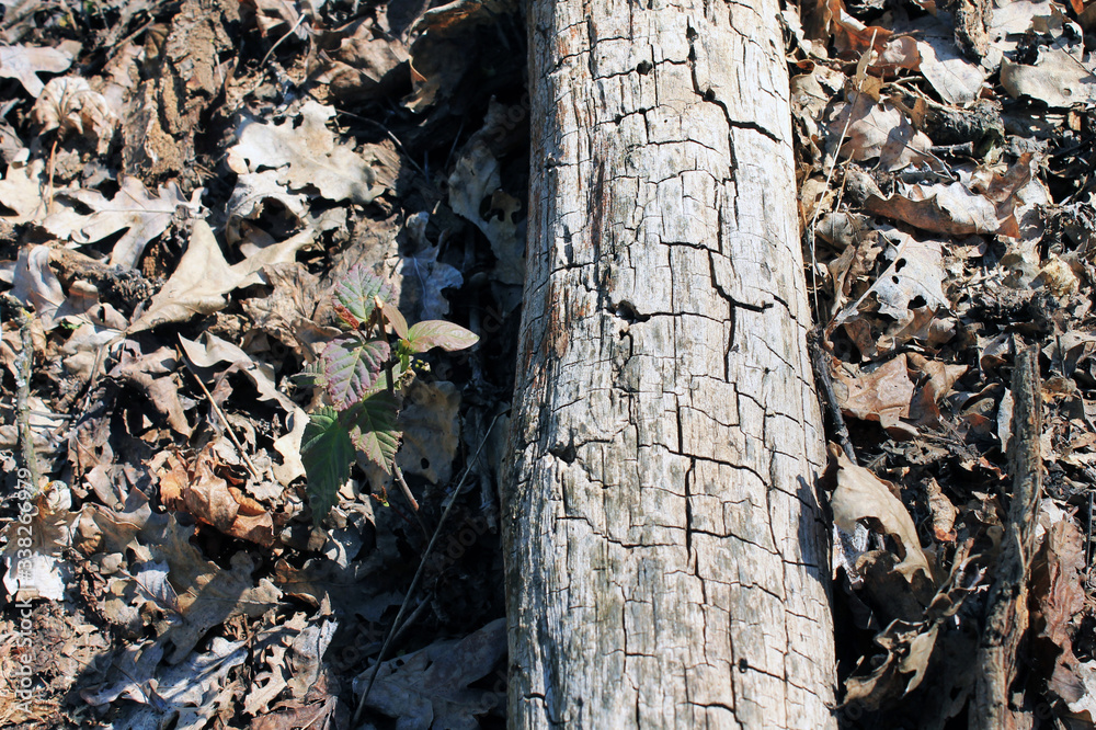 Old dry tree