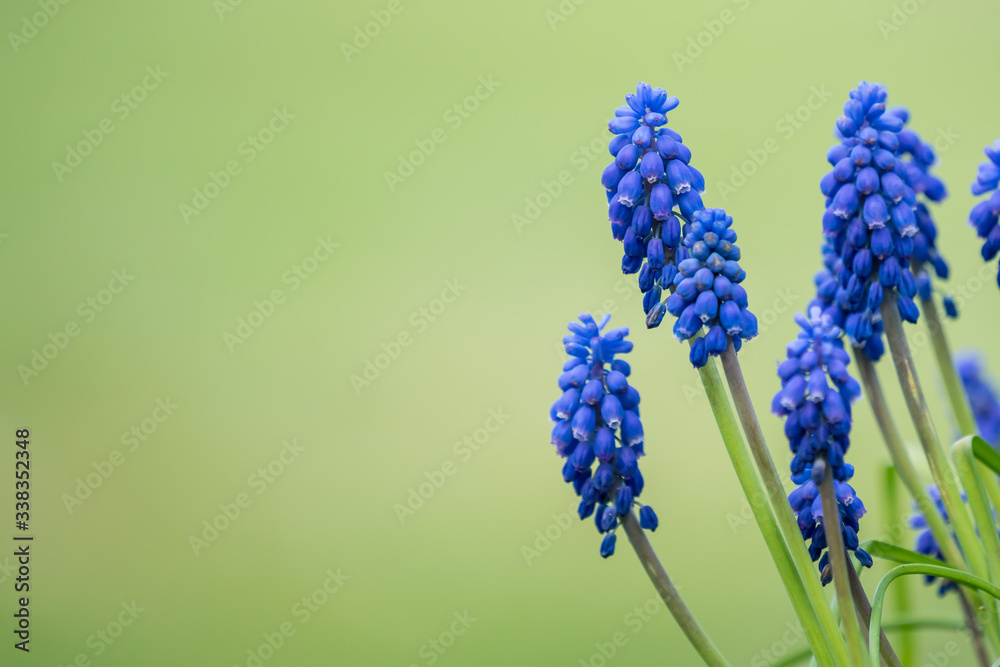 蓝色麝香，葡萄风信子花