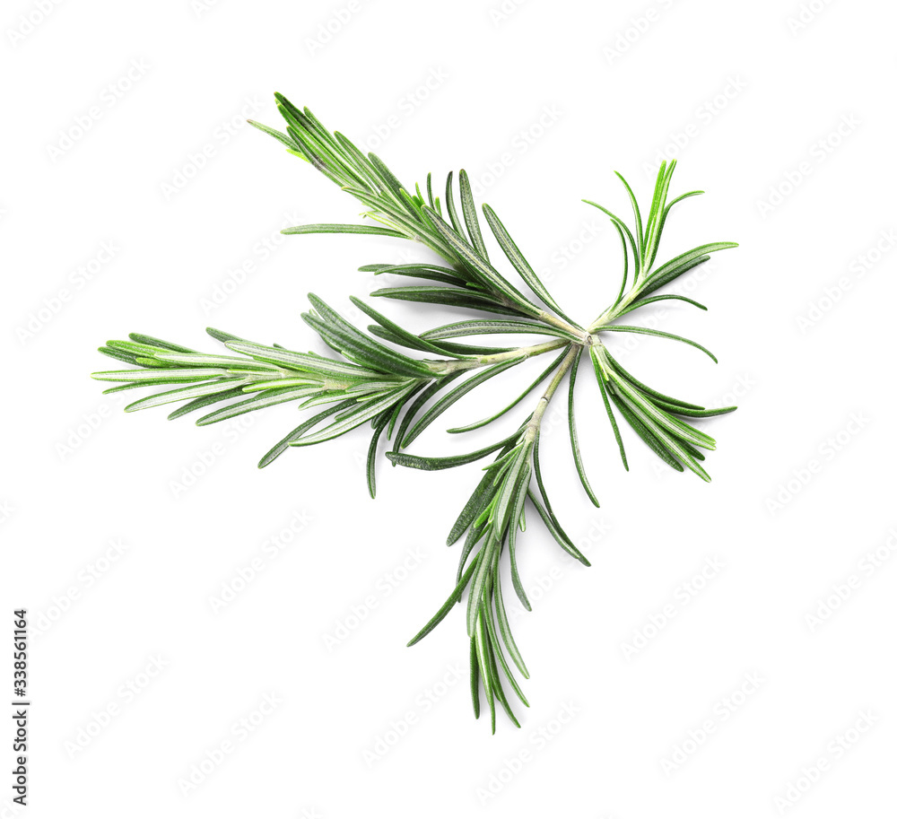 Fresh rosemary on white background