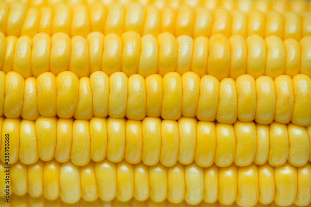 Closeup of yellow corn textured background