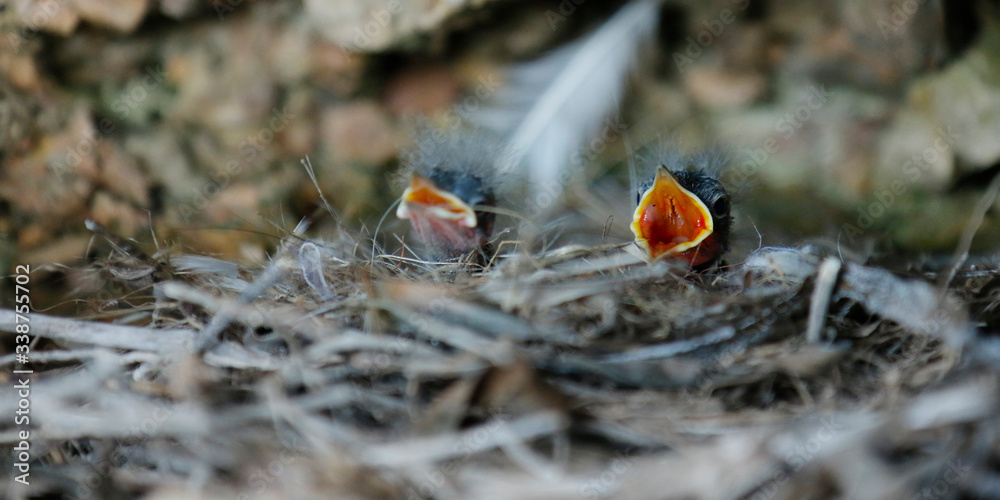 chicks in their nest waiting mum...