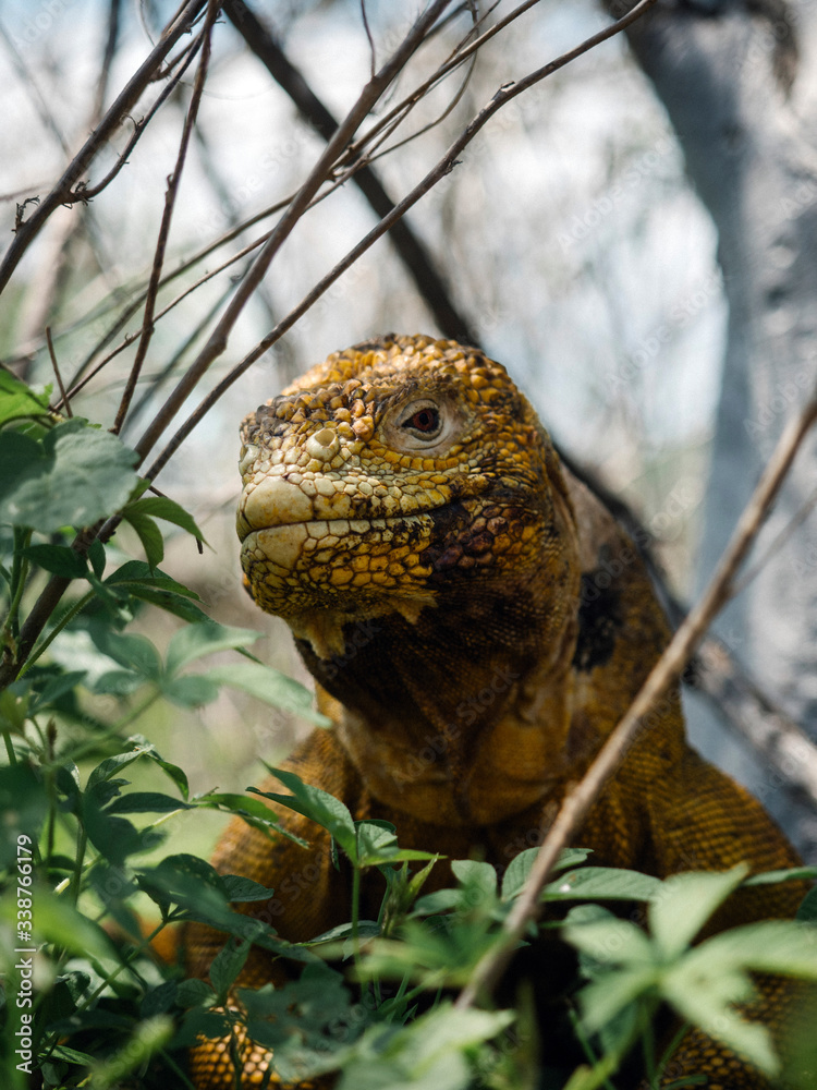 Galapagos land iguana