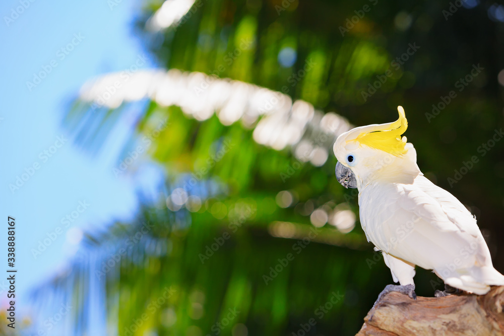 Crested cockatoo parrot. Bird living in forests of Australia, Tasmania and on islands of Indonesia, 