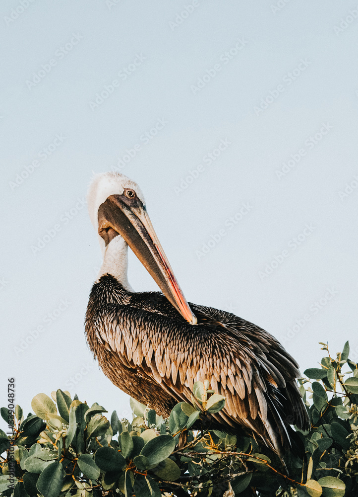 Pelican bird