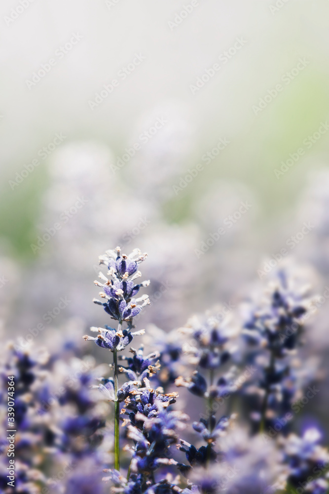 Lavender background