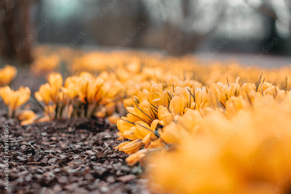 Close up of a meadow of yellow crocus flowers that fill the frame. Sun shining from above, creating 