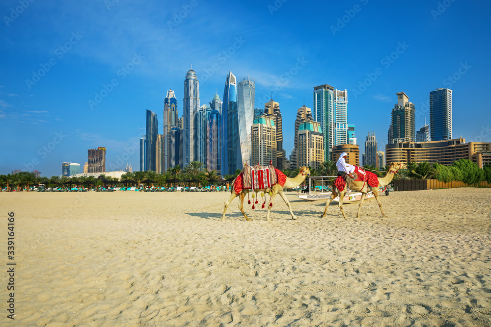 View on camels and Jumeirha beach in Dubai Marina, United Arab Emirates