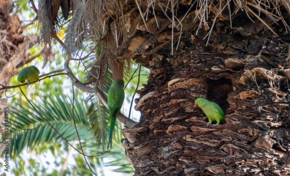 bird of paradise chilling near their nest