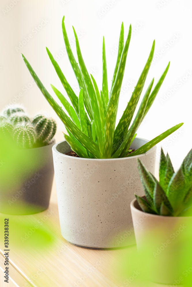 green houseplants cactus succulent aloe vera, gasteria duval, parodia warasii