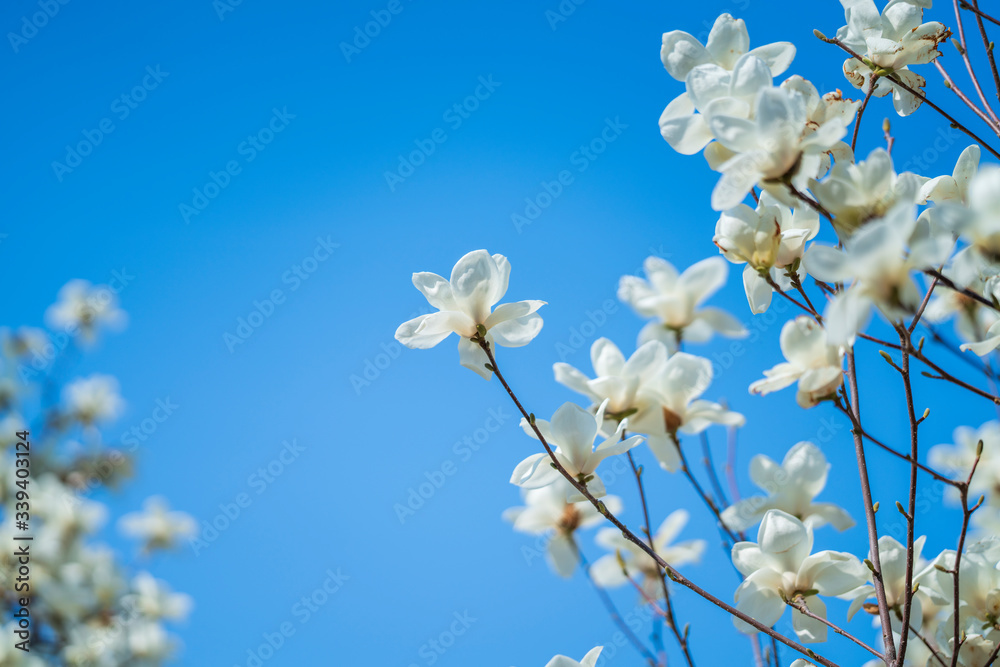 The white magnolia blossoms in spring on the blue background