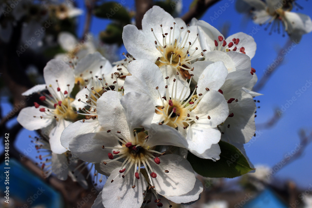 flowering pear spring time white flower