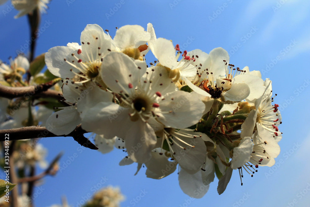 花梨春时白花