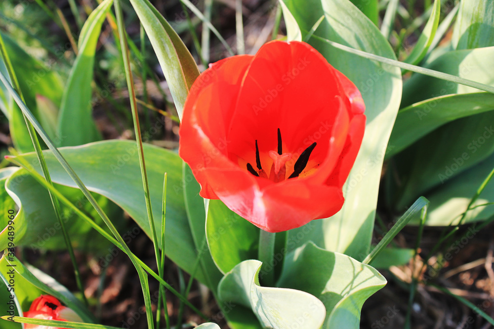 红花郁金香花园之春