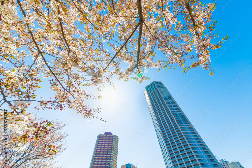 東京の高層ビルと桜