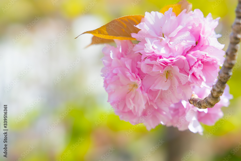 満開の美しい桜