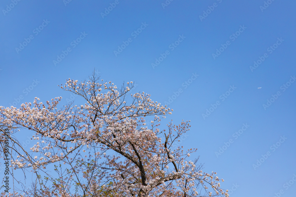 青空と綺麗な桜の木