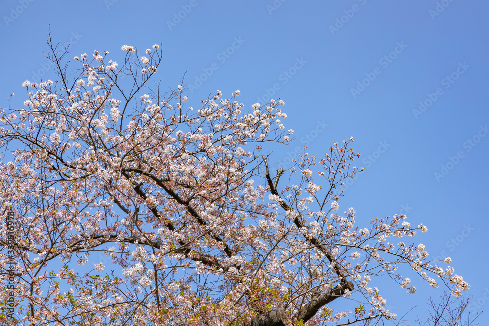 青空と綺麗な桜の木