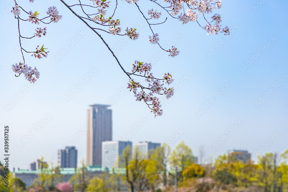 東京の高層ビルと桜