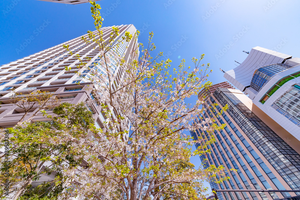 東京の高層ビルと桜