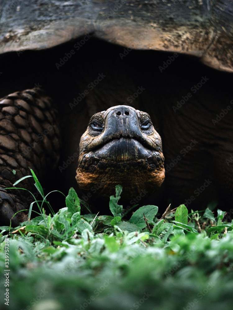 Large gal√°pagos tortoise