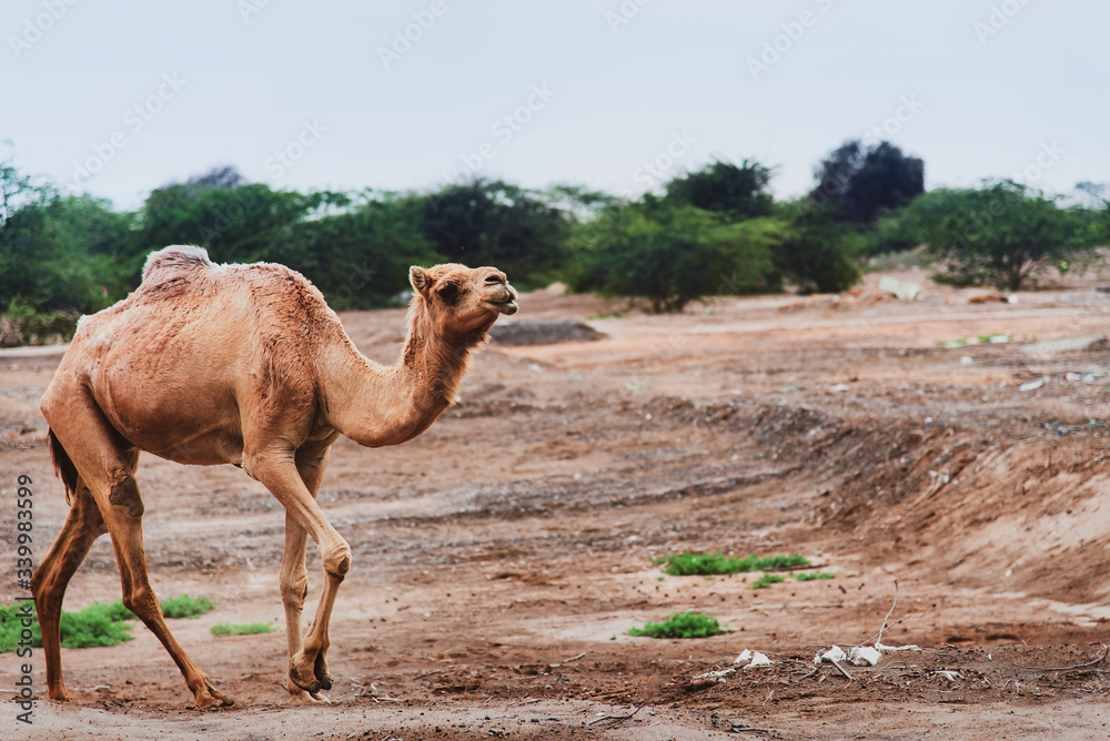 Camels grazing on plants in the desert